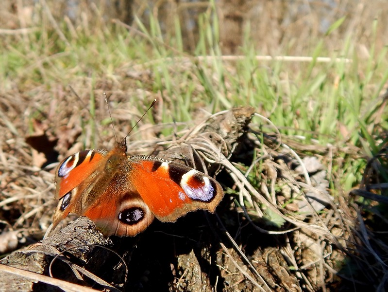 Parco del Ticino 9/2/14 :Aglais io